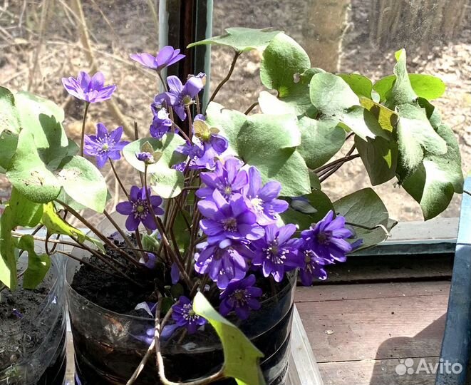 Многолетники для вашего сада/Редкие суккуленты