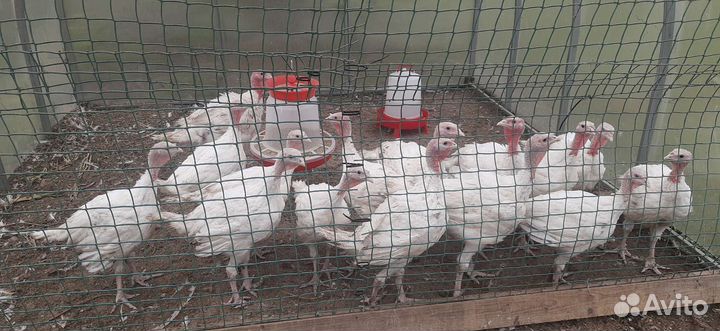 Индюшата хайбрид конвертер