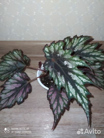 Цветы комнатные