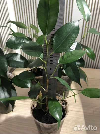 Фикус Даниэль