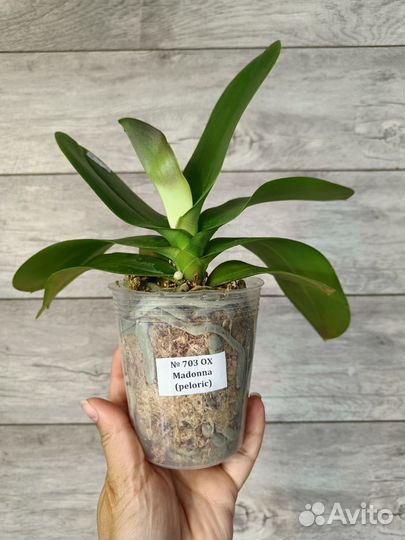 Орхидея Madonna бабочка