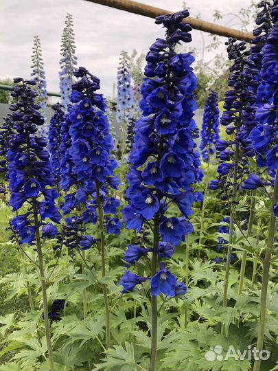 Многолетники