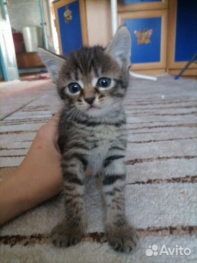 Кошка сфинкс