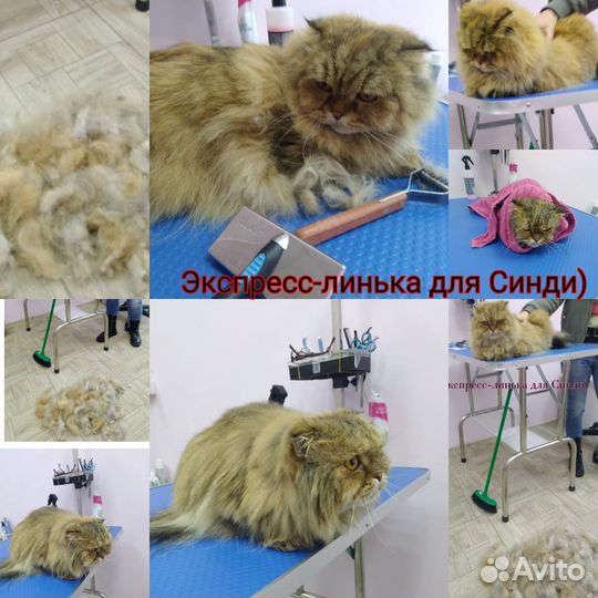 Северск стрижка собак и кошек, Pet груминг