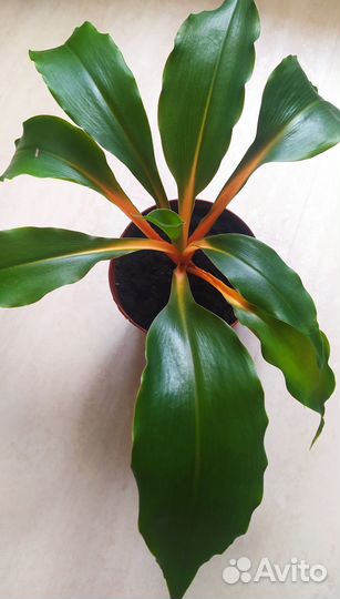Хлорофитум грин оранж