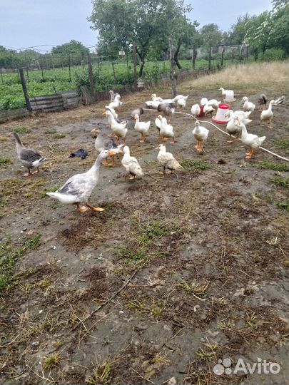 Гусята 3 месячные