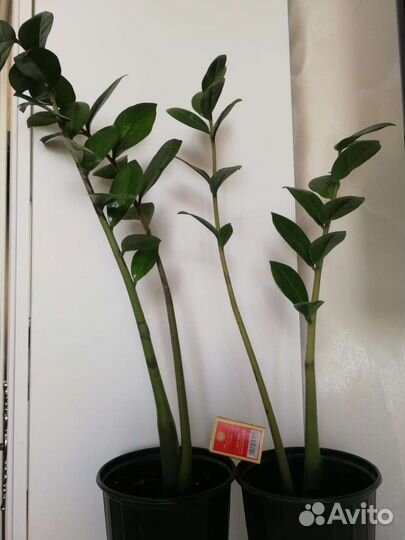 Замиокулькас, шефлера, фикус Бенджамина, толстянка