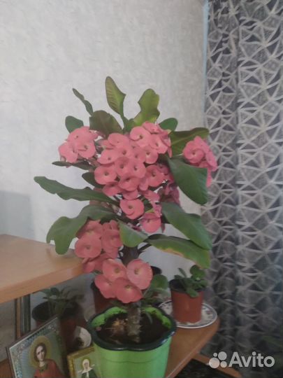 Комнатные цветы