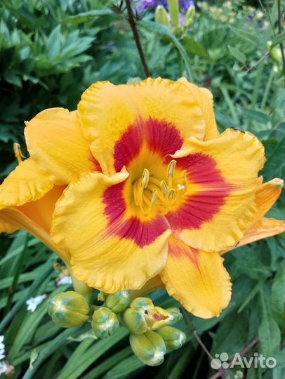 Лилейники сортовые1