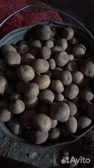 Картофель мелкий