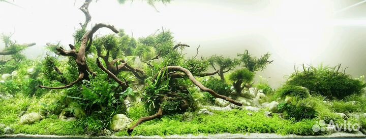 Оформление и обслуживание аквариумов