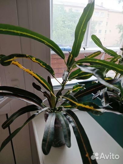 Кодиеум кротон