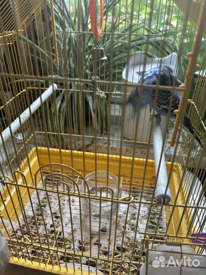 Волнистые попугаи