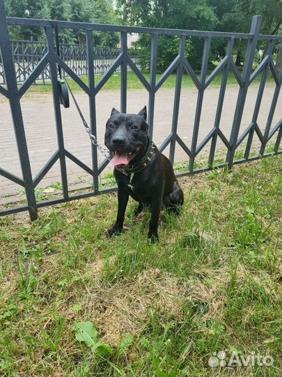 Вязка питбуля