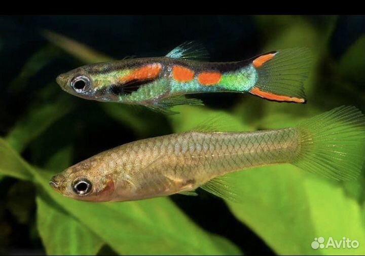 Аквариумные рыбки