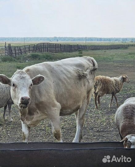 Бараны, Телки