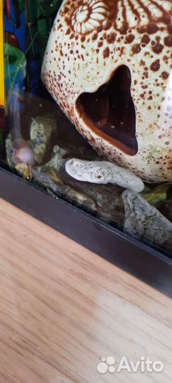 Сомики анциструсы