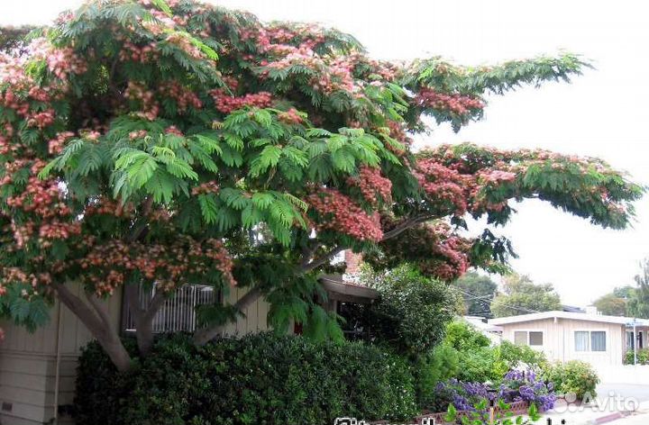 Альбиция ленкоранская