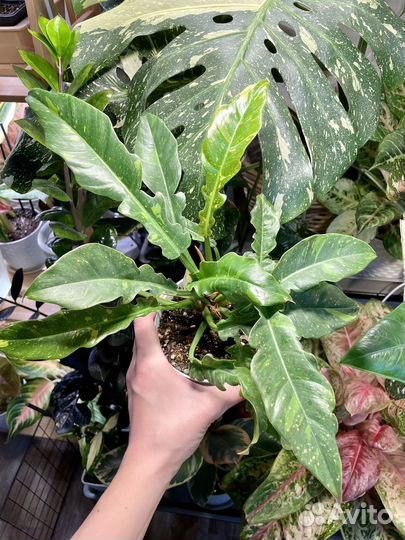 Филодендрон ринг оф файер