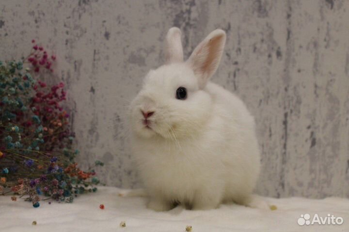 Кролик гермелин