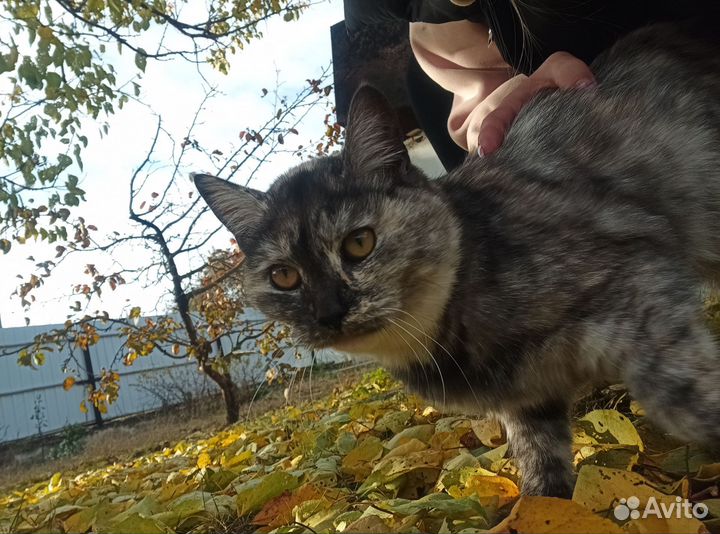 Трёхцветные молодые кошки ищут свой дом