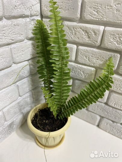 Монстера, папоротники, аспарагус