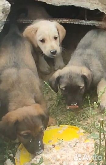 Щенки мальчики в добрые руки