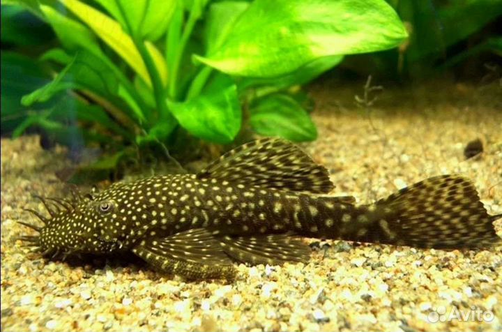 Сомы-анциструс, коралл, моллинезии, кокосовый грот