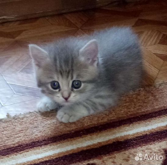 Британец, вязка