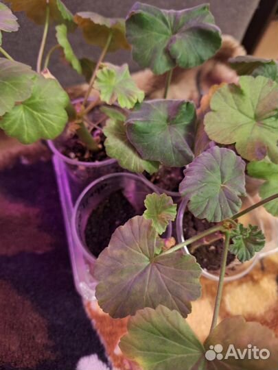 Пеларгония герань Набор