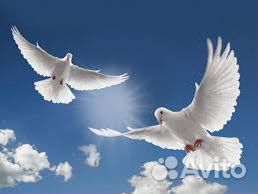 Голуби на свадьбу