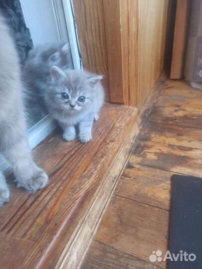 Котятки в добрые руки