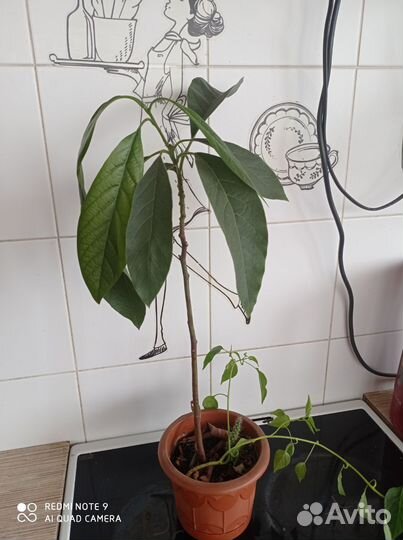 Авокадо Алое