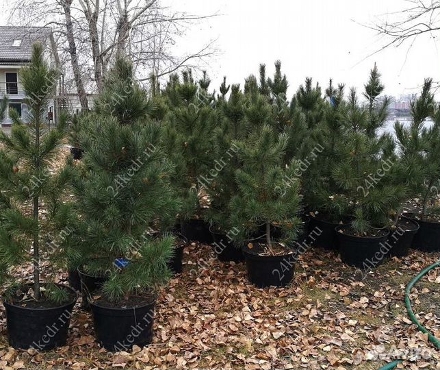 Саженцы кедра экстра класс