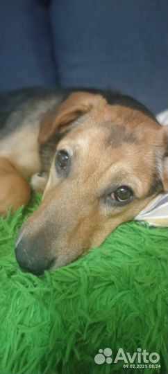 Собака в добрые руки