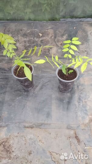 Глициния Японская