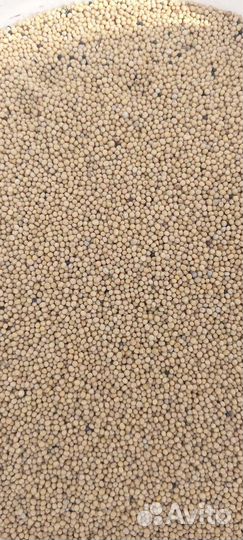 Горчица белая