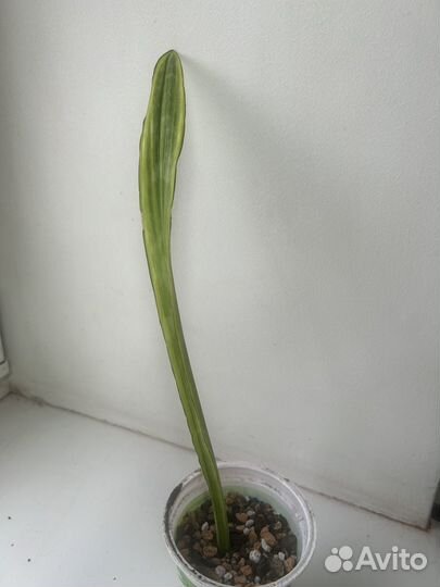 Сансевиерия лауренти