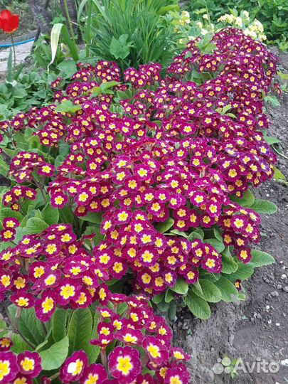 Многолетники примулы