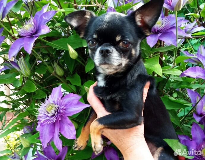 Вязка кобель чихуахуа