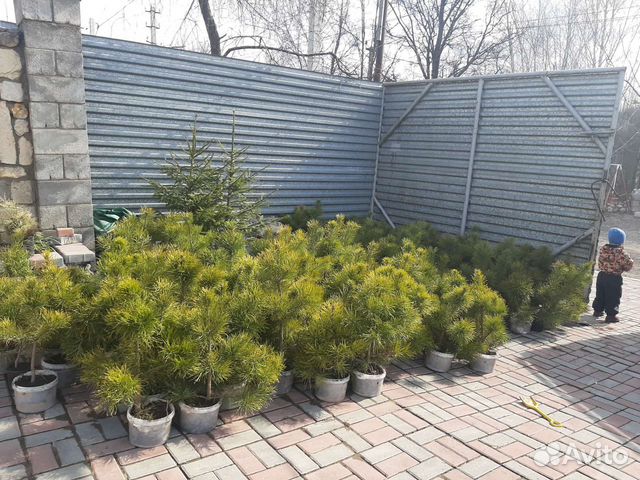 Сосны саженцы купить в Москве | Товары для дома и дачи | Авито