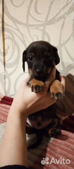 Помесь таксы