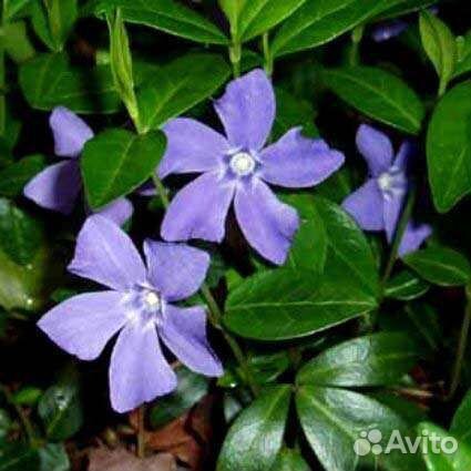 Календула, Мята, Мелисса, Барвинок, Лапчатка