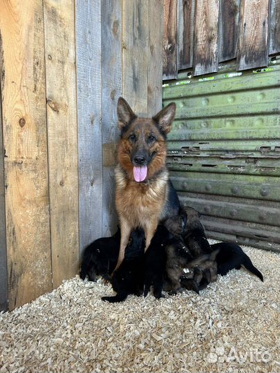 Щенки немецкой овчарки