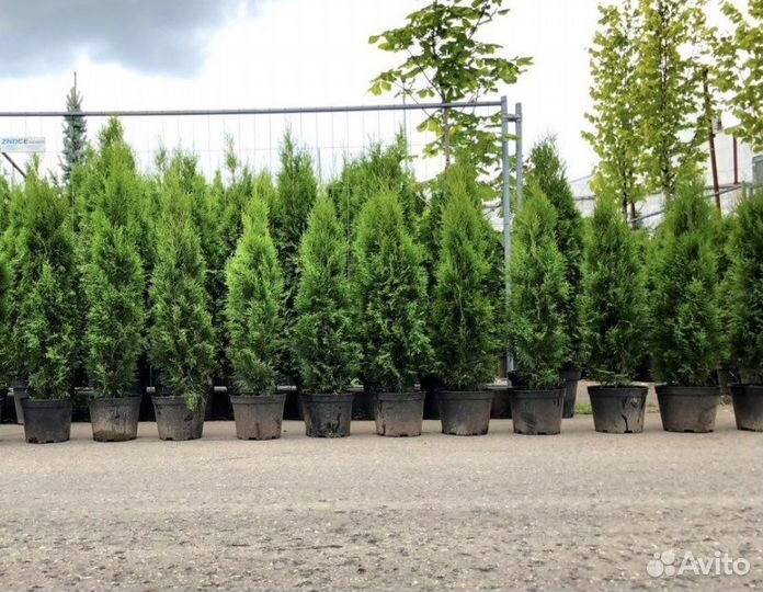 Шикарные Туи,Туя Смарагд,Туя Колумна
