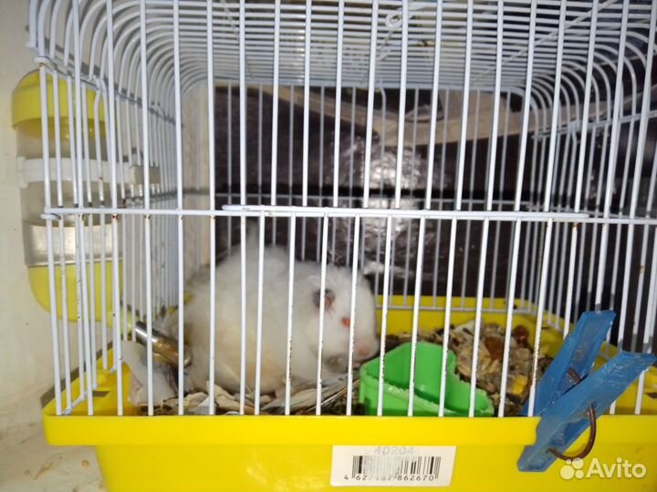 Сирийский хомяк с клеткой, 1 мальчик 2 девочка