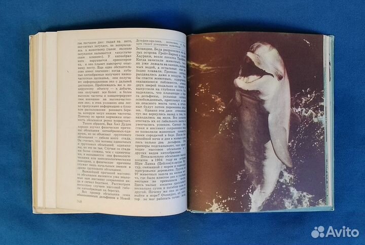 В мире китов и дельфинов Томилин