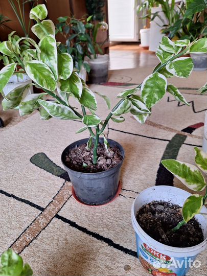 Педилантус, Колеус