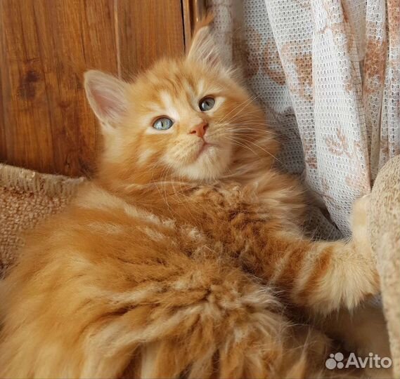 Котята Мейн-кун с родословной