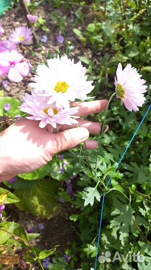 Хризонтема многолетники